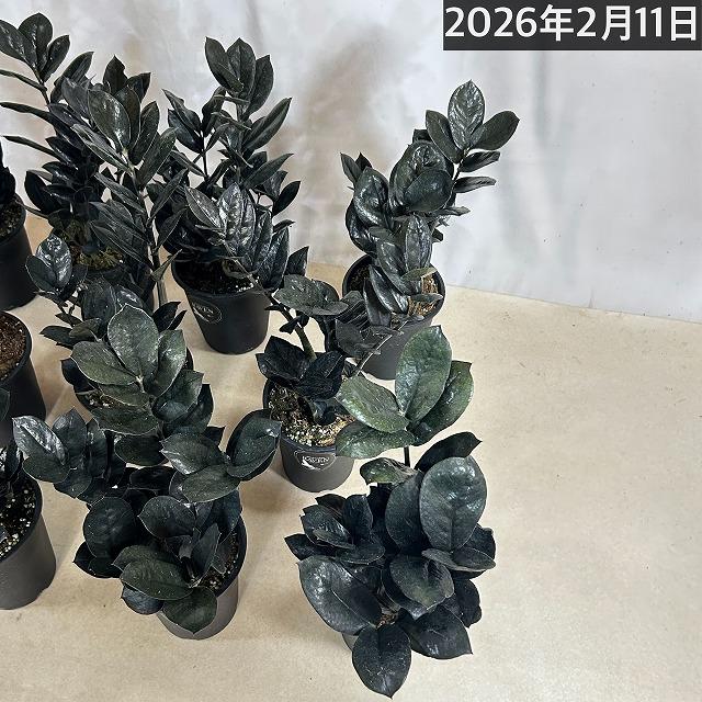 ザミオクルカス ザミフォーリア レイヴン(PVP) 4号硬質ロング　ハクサン hakusan 黒葉 観葉植物 インテリアグリーン オシャレ ザミフォリア |  | 05