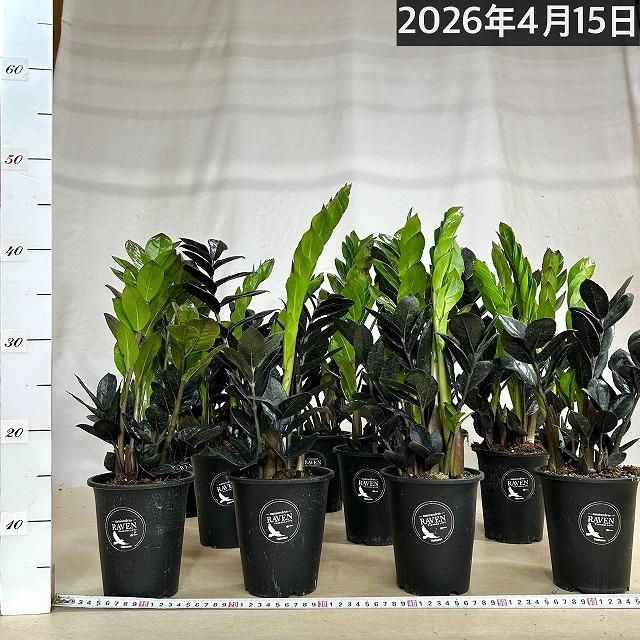 黒葉ザミオクルカス レイヴン(PVP) 4号硬質ロング　ハクサン hakusan 観葉植物 インテリアグリーン オシャレ ザミフォリア ザミフォーリア |  | 05