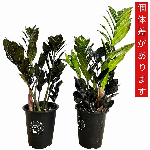 黒葉ザミオクルカス レイヴン(PVP) 4号硬質ロング　ハクサン hakusan 観葉植物 インテリアグリーン オシャレ ザミフォリア ザミフォーリア |  | 05