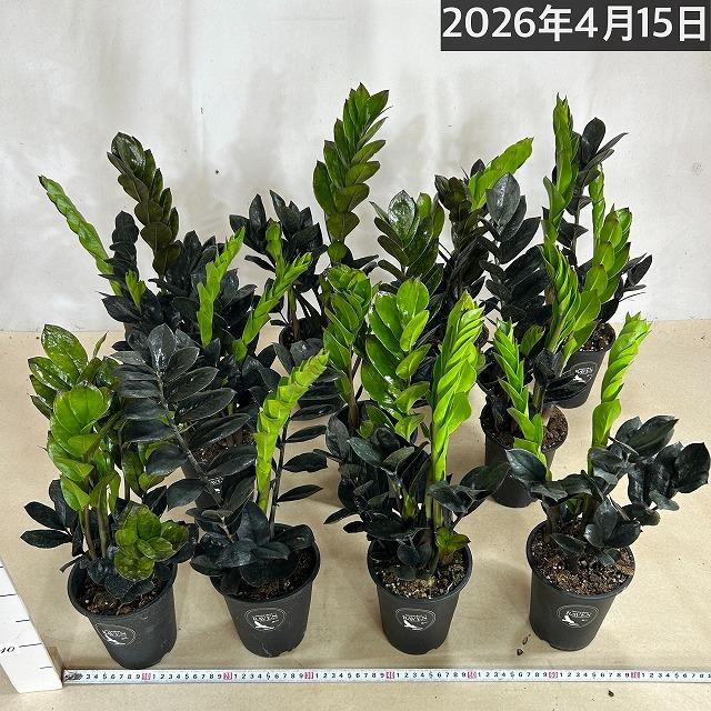 黒葉ザミオクルカス レイヴン(PVP) 4号硬質ロング　ハクサン hakusan 観葉植物 インテリアグリーン オシャレ ザミフォリア ザミフォーリア |  | 06