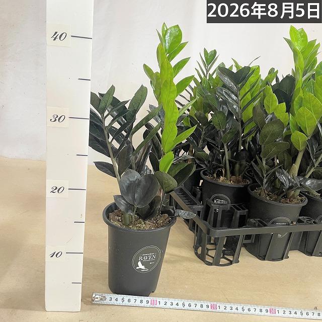黒葉ザミオクルカス レイヴン(PVP) 4号硬質ロング　ハクサン hakusan 観葉植物 インテリアグリーン オシャレ ザミフォリア ザミフォーリア |  | 06
