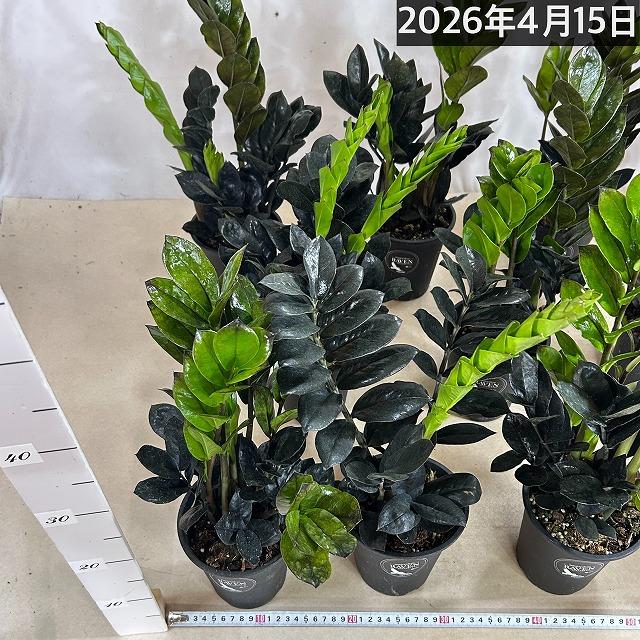 黒葉ザミオクルカス レイヴン(PVP) 4号硬質ロング　ハクサン hakusan 観葉植物 インテリアグリーン オシャレ ザミフォリア ザミフォーリア |  | 07