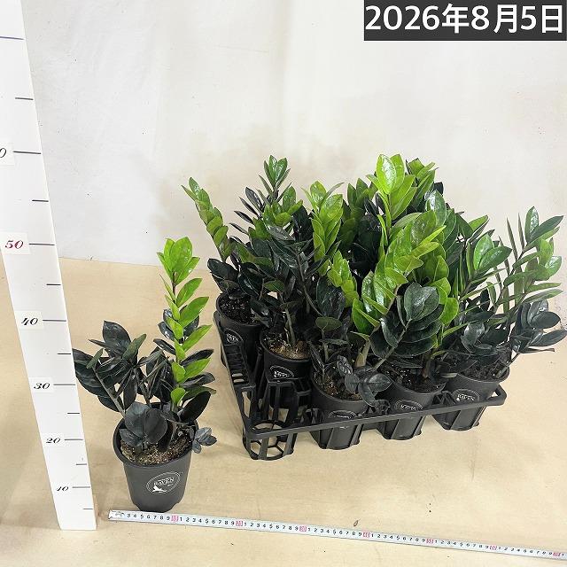 黒葉ザミオクルカス レイヴン(PVP) 4号硬質ロング　ハクサン hakusan 観葉植物 インテリアグリーン オシャレ ザミフォリア ザミフォーリア |  | 07