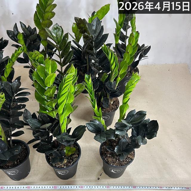 黒葉ザミオクルカス レイヴン(PVP) 4号硬質ロング　ハクサン hakusan 観葉植物 インテリアグリーン オシャレ ザミフォリア ザミフォーリア |  | 08