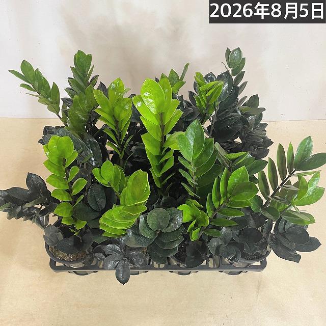 黒葉ザミオクルカス レイヴン(PVP) 4号硬質ロング　ハクサン hakusan 観葉植物 インテリアグリーン オシャレ ザミフォリア ザミフォーリア |  | 08