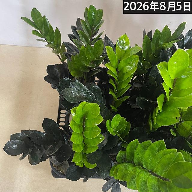 黒葉ザミオクルカス レイヴン(PVP) 4号硬質ロング　ハクサン hakusan 観葉植物 インテリアグリーン オシャレ ザミフォリア ザミフォーリア |  | 09
