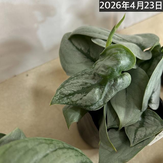 スキンダプサス プラチナム 3号ロングポット 観葉植物 銀葉 シルバー