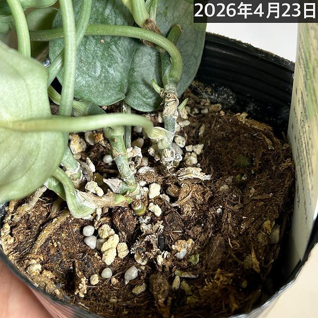 スキンダプサス プラチナム 3号ロングポット 観葉植物 銀葉 シルバー