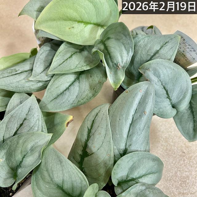 スキンダプサス プラチナム 3号ロングポット 観葉植物 銀葉 シルバー