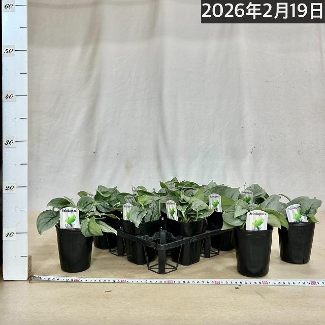 スキンダプサス プラチナム 3号ロングポット 観葉植物 銀葉 シルバー