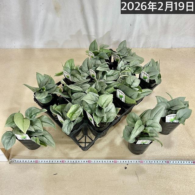 スキンダプサス プラチナム 3号ロングポット 観葉植物 銀葉 シルバー