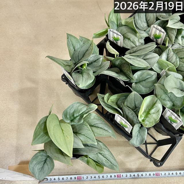 スキンダプサス プラチナム 3号ロングポット 観葉植物 銀葉 シルバー