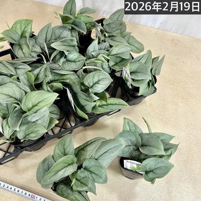 スキンダプサス プラチナム 3号ロングポット 観葉植物 銀葉 シルバー