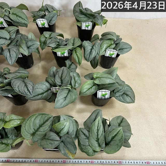 スキンダプサス プラチナム 3号ロングポット 観葉植物 銀葉 シルバー