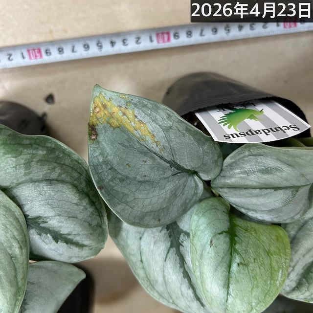 スキンダプサス プラチナム 3号ロングポット 観葉植物 銀葉 シルバー