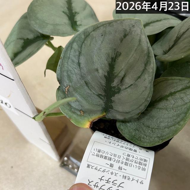 スキンダプサス プラチナム 3号ロングポット 観葉植物 銀葉 シルバー