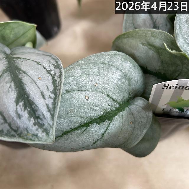 スキンダプサス プラチナム 3号ロングポット 観葉植物 銀葉 シルバー
