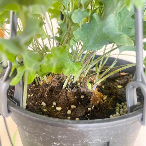 シダ　ポリポジウム(フレポディウム) アウレウム ダバナ 5号吊り鉢(おまかせ1鉢)　インテリア 室内 観葉植物 吊るす ハンギング オシャレ 夏 |  | 03