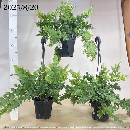 シダ　ポリポジウム(フレポディウム) アウレウム ダバナ 5号吊り鉢(おまかせ1鉢)　インテリア 室内 観葉植物 吊るす ハンギング オシャレ 夏 |  | 01