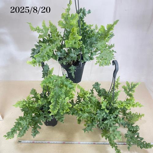 シダ　ポリポジウム(フレポディウム) アウレウム ダバナ 5号吊り鉢(おまかせ1鉢)　インテリア 室内 観葉植物 吊るす ハンギング オシャレ 夏 |  | 02