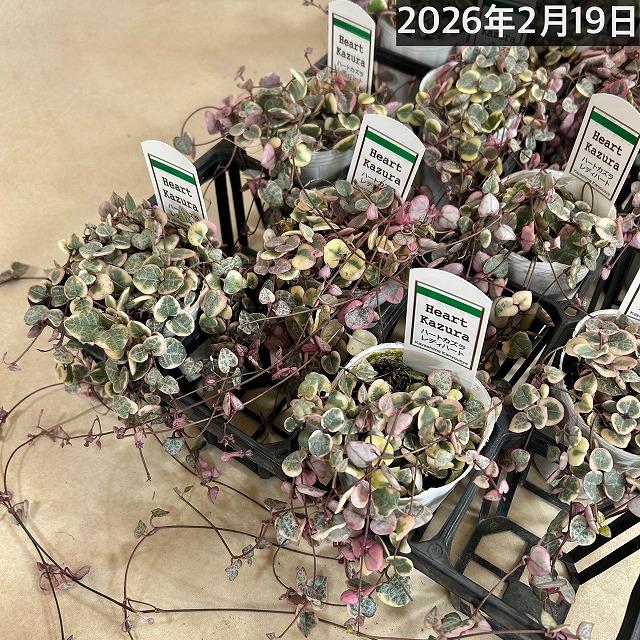 多肉植物 ハートカズラ レディーハート ピンクのラブチェーン