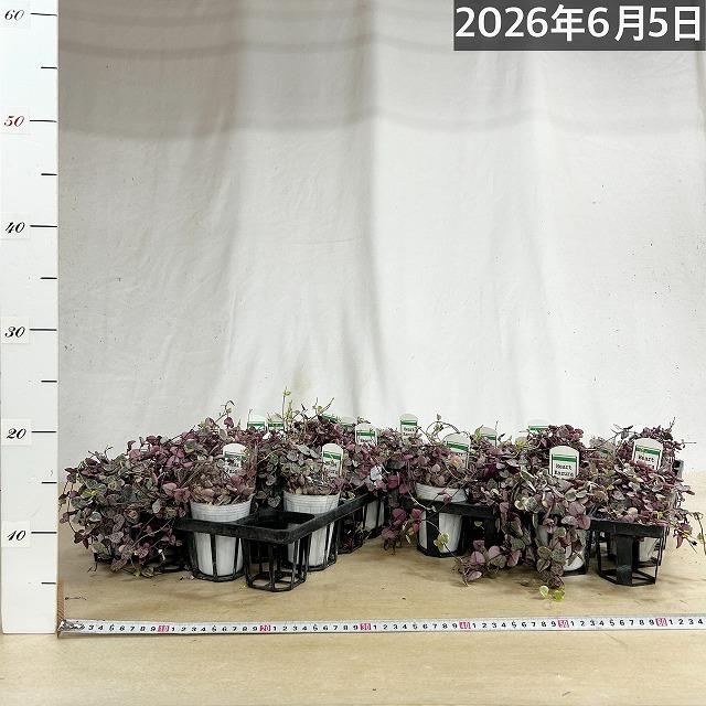 訳あり】ハートカズラ ピンクのラブチェーン セミロングタイプ 2.5号