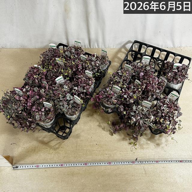 訳あり】ハートカズラ ピンクのラブチェーン セミロングタイプ 2.5号