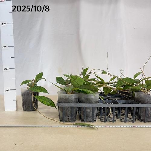 個体おまかせ価格】ホヤ(サクララン) カリストフィラ 3号ロングポット