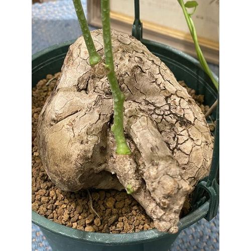 コーデックス ステファニア ヴェノサ 6号 吊り 個体B 多肉植物 レア 