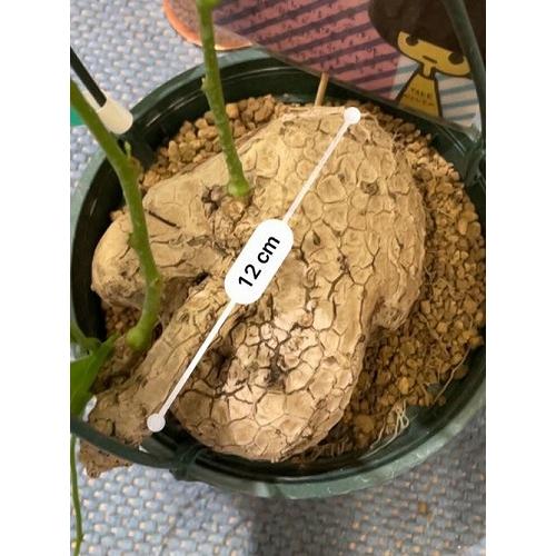 ステファニア ヴェノサ 6号 塊根植物