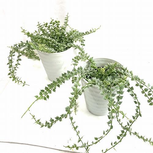 斑入り　挿し木用（カット）多肉植物　ディスキディア　ミリオンハート ディスキディア ミリオンハート 斑入り カット苗 10cm 5本 その他
