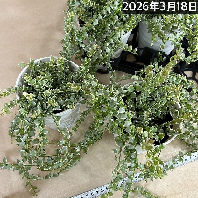 人気】斑入りディスキディア ミリオンハート バリエガータ 4号鉢カバー