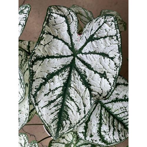 希少種 カラジウム ホワイトクリスマス 5号鉢