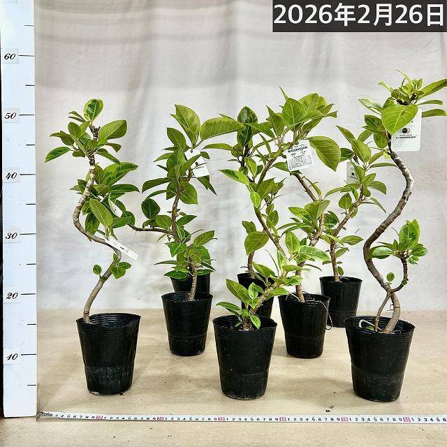 観葉植物　フィカス アルテシマ 曲がり 4号ロングポット　可愛い かわいい おしゃれ インテリア 夏 |  | 10