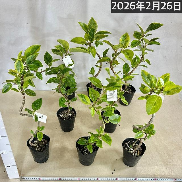 観葉植物　フィカス アルテシマ 曲がり 4号ロングポット　可愛い かわいい おしゃれ インテリア 夏 |  | 11