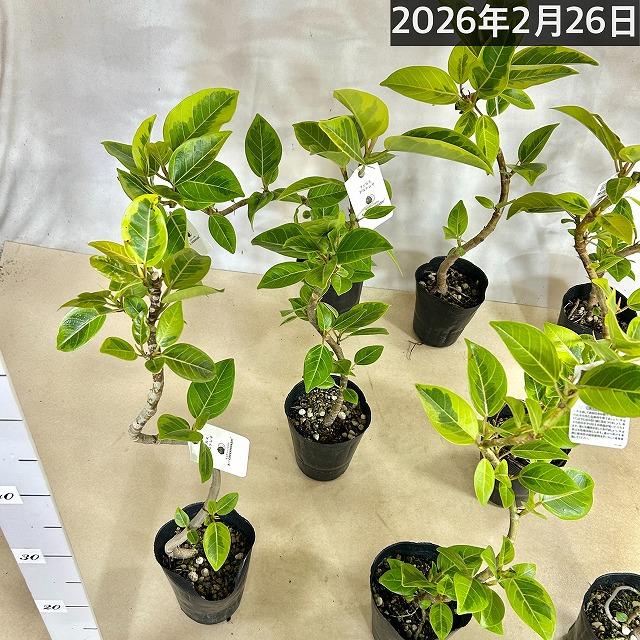 観葉植物　フィカス アルテシマ 曲がり 4号ロングポット　可愛い かわいい おしゃれ インテリア 夏 |  | 12