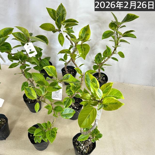観葉植物　フィカス アルテシマ 曲がり 4号ロングポット　可愛い かわいい おしゃれ インテリア 夏 |  | 13