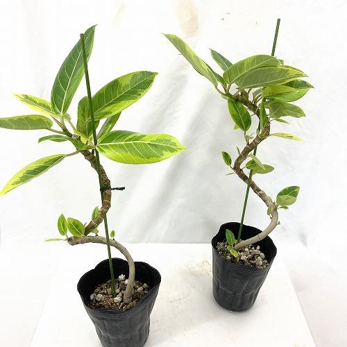 観葉植物　フィカス アルテシマ 曲がり 4号ロングポット　可愛い かわいい おしゃれ インテリア 夏 |  | 01