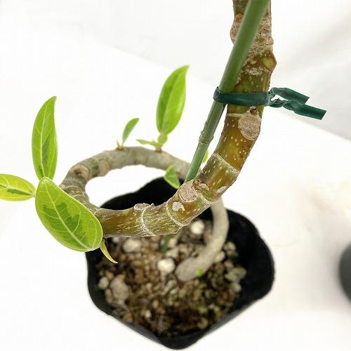 観葉植物　フィカス アルテシマ 曲がり 4号ロングポット　可愛い かわいい おしゃれ インテリア 夏 |  | 03