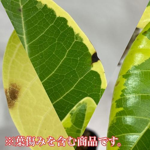 観葉植物　フィカス アルテシマ 曲がり 4号ロングポット　可愛い かわいい おしゃれ インテリア 夏 |  | 06