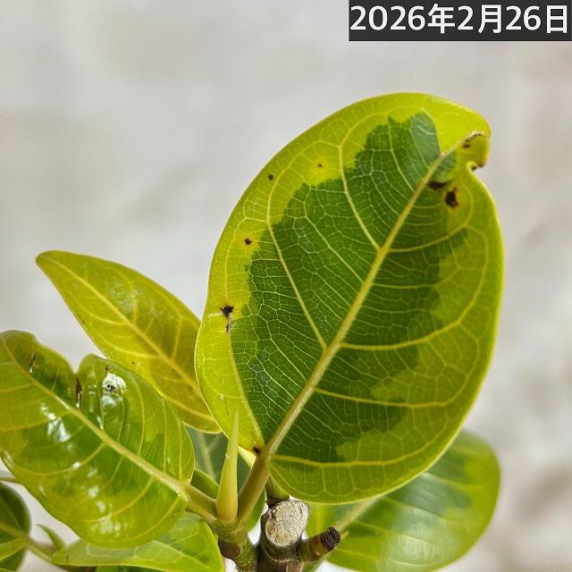 観葉植物　フィカス アルテシマ 曲がり 4号ロングポット　可愛い かわいい おしゃれ インテリア 夏 |  | 07