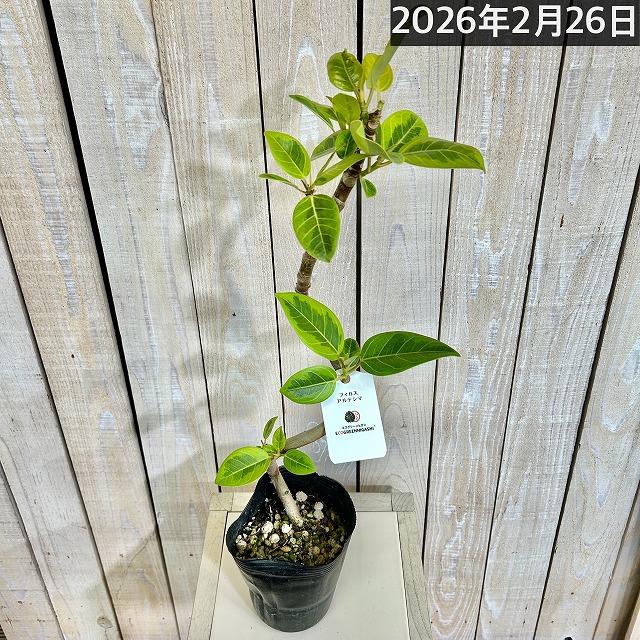 観葉植物　フィカス アルテシマ 曲がり 4号ロングポット　可愛い かわいい おしゃれ インテリア 夏 |  | 09