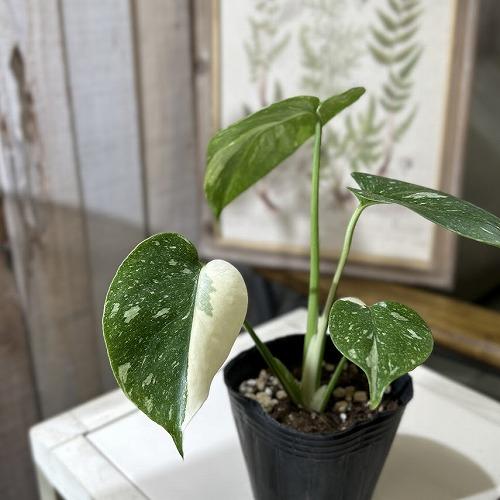 個体おまかせ価格】モンステラ タイコンステレーション 斑入り 3号