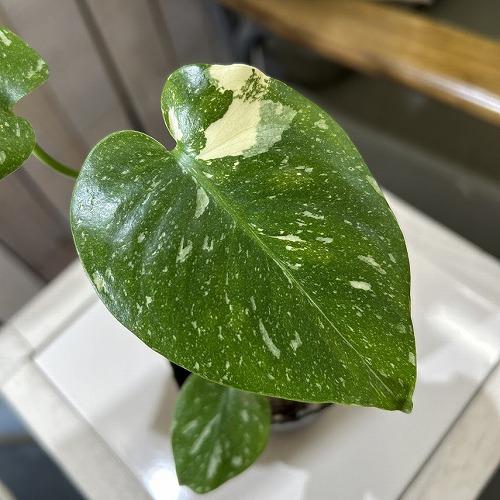 個体おまかせ価格】モンステラ タイコンステレーション 斑入り 3号