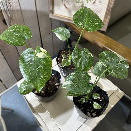 15株まとめ　モンステラ　タイコンステレーション　斑入り 個体おまかせ価格】モンステラ タイコンステレーション 斑入り 3号