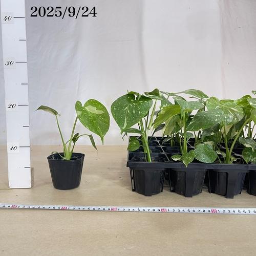 個体おまかせ価格】モンステラ タイコンステレーション 斑入り 3号