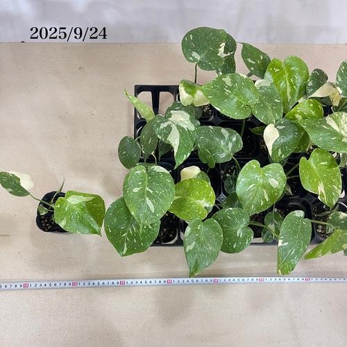 個体おまかせ価格】モンステラ タイコンステレーション 斑入り 3号