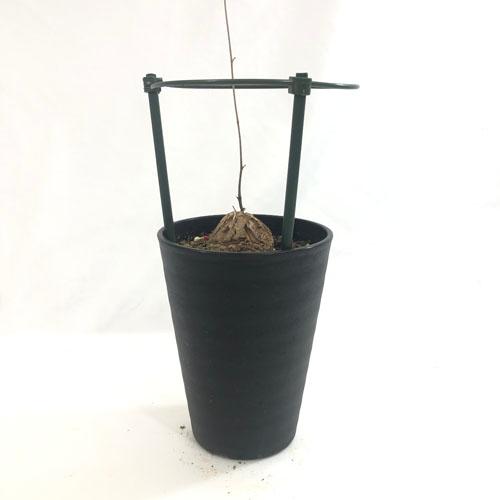 塊根植物 亀甲竜 4号 個体G コーデックス 亀甲竜 カッコイイ 亀 甲羅