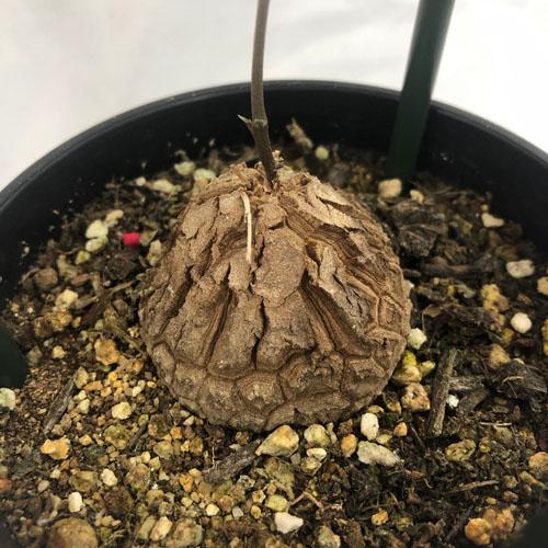 塊根植物 亀甲竜 4号 個体G コーデックス 亀甲竜 カッコイイ 亀 塊根植物 亀甲竜 4号 個体G コーデックス 亀甲竜 カッコイイ 亀