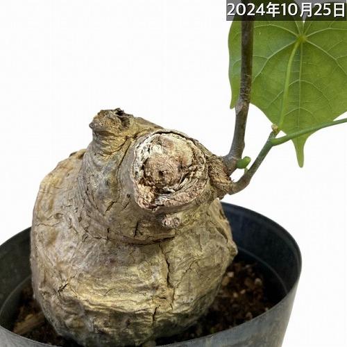 フィルミアナ　コロラータ　発根済み　古株 フィルミアナ コロラータ 発根済み 古株 - メルカリ